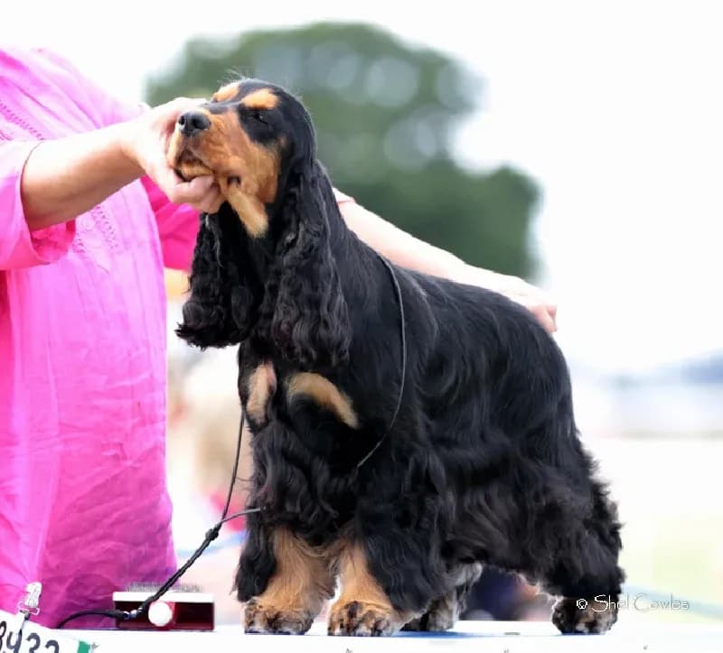 Coco — Golden Buff Cocker Spaniel, photo 1