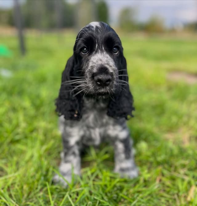 Winston