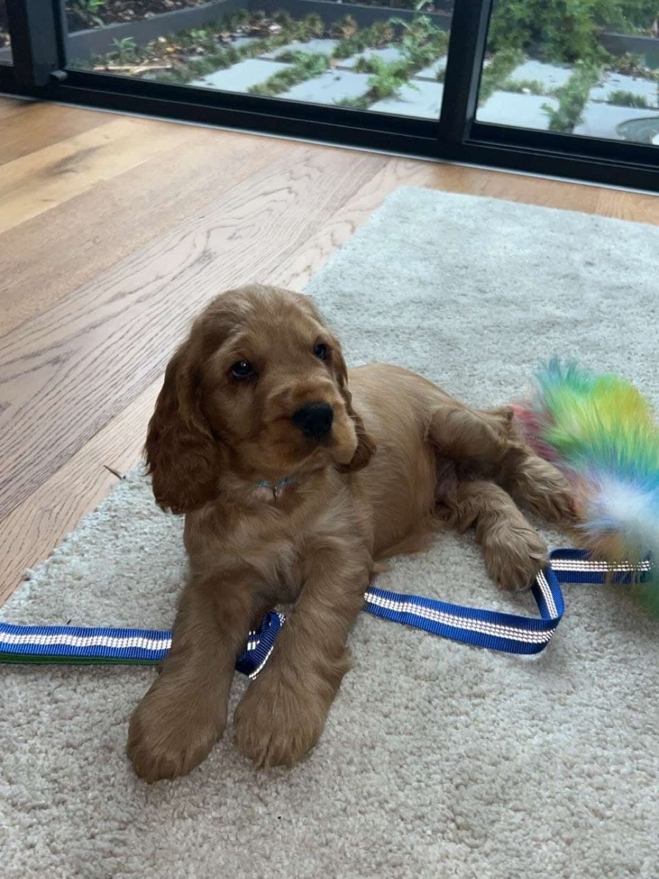 Murphy — Black & Tan Cocker Spaniel puppy, image 1