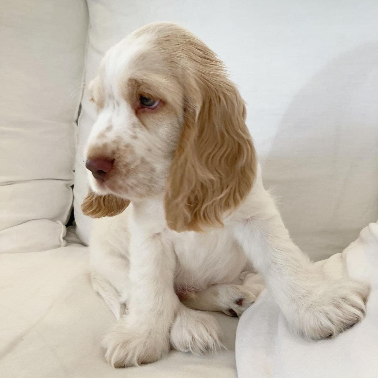 Milo — Golden Caramel Curly Cocker Spaniel puppy, image 1