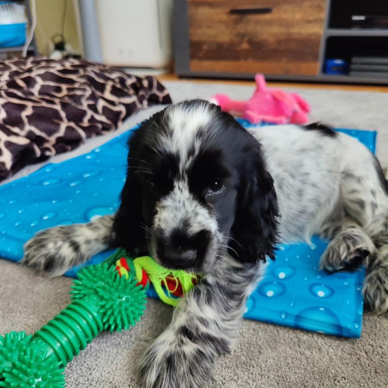 Louie — Golden Red Cocker Spaniel puppy, image 1