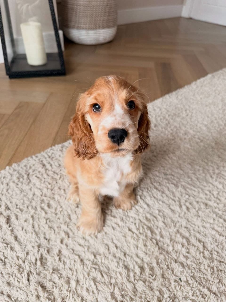 Jasper — White & Lemon Roan Cocker Spaniel puppy, image 1