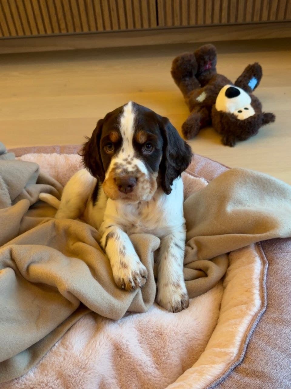 Henry — Blue Roan Cocker Spaniel puppy, image 1