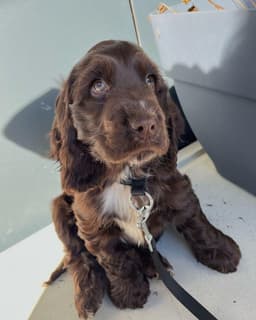 Finn photo 1