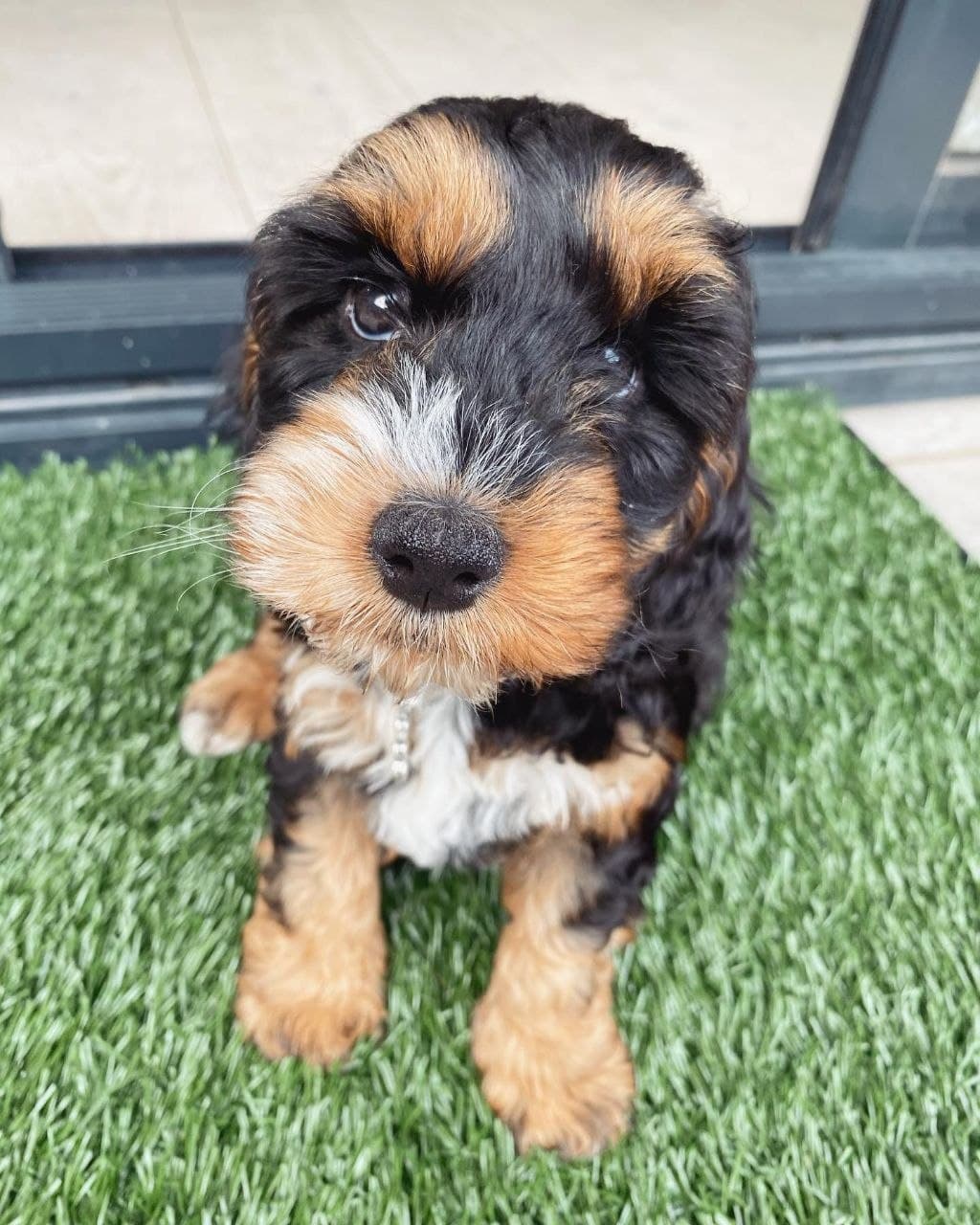 Cooper — Rich Golden Red Cocker Spaniel puppy, image 1