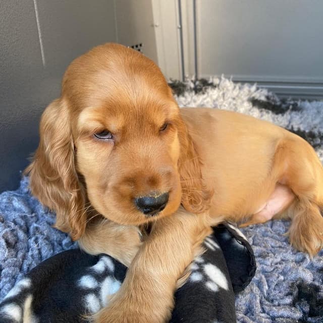 Charlie — Cocker Spaniel puppy