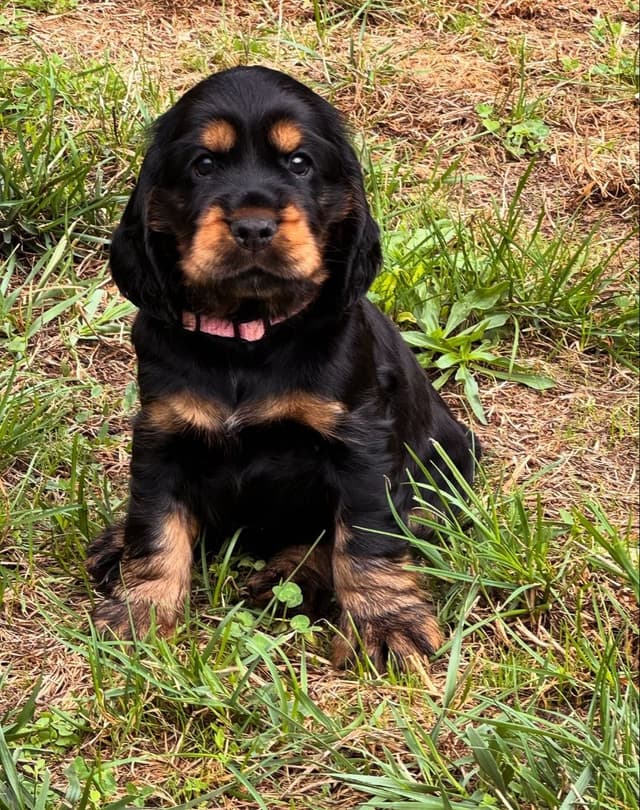 Benny — Cocker Spaniel puppy