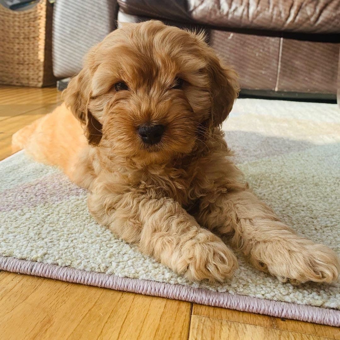 Archie — Black & Tan Tricolor Cocker Spaniel puppy, image 1