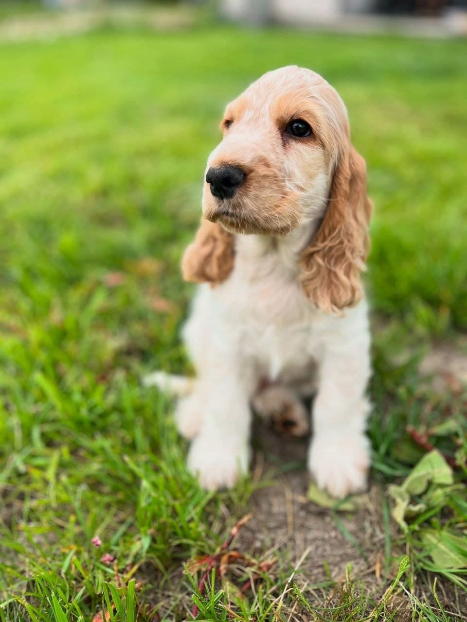 Sophie — Light Golden / Buff Cocker Spaniel puppy, image 1