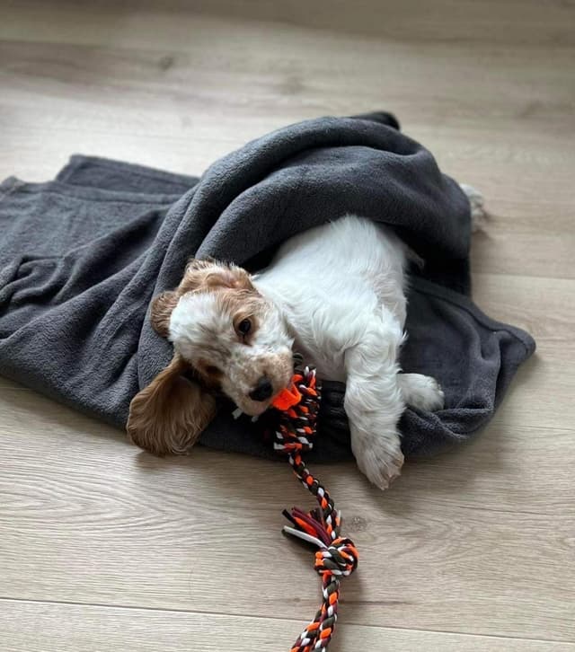 Sadie — Cocker Spaniel puppy