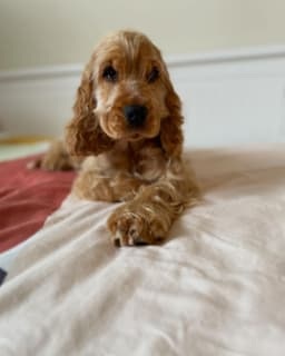 Ruby photo 1