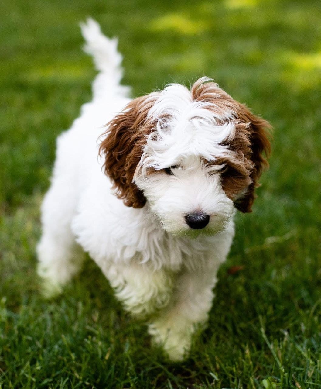 Rosie — White & Brown Roan Cocker Spaniel puppy, image 1