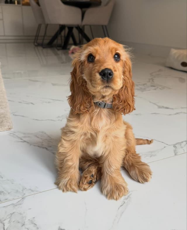 Poppy