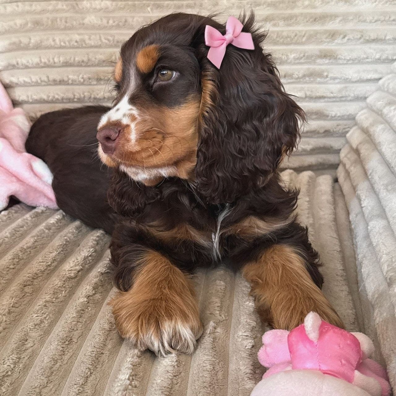 Millie — Chocolate & Tan Cocker Spaniel puppy, image 1