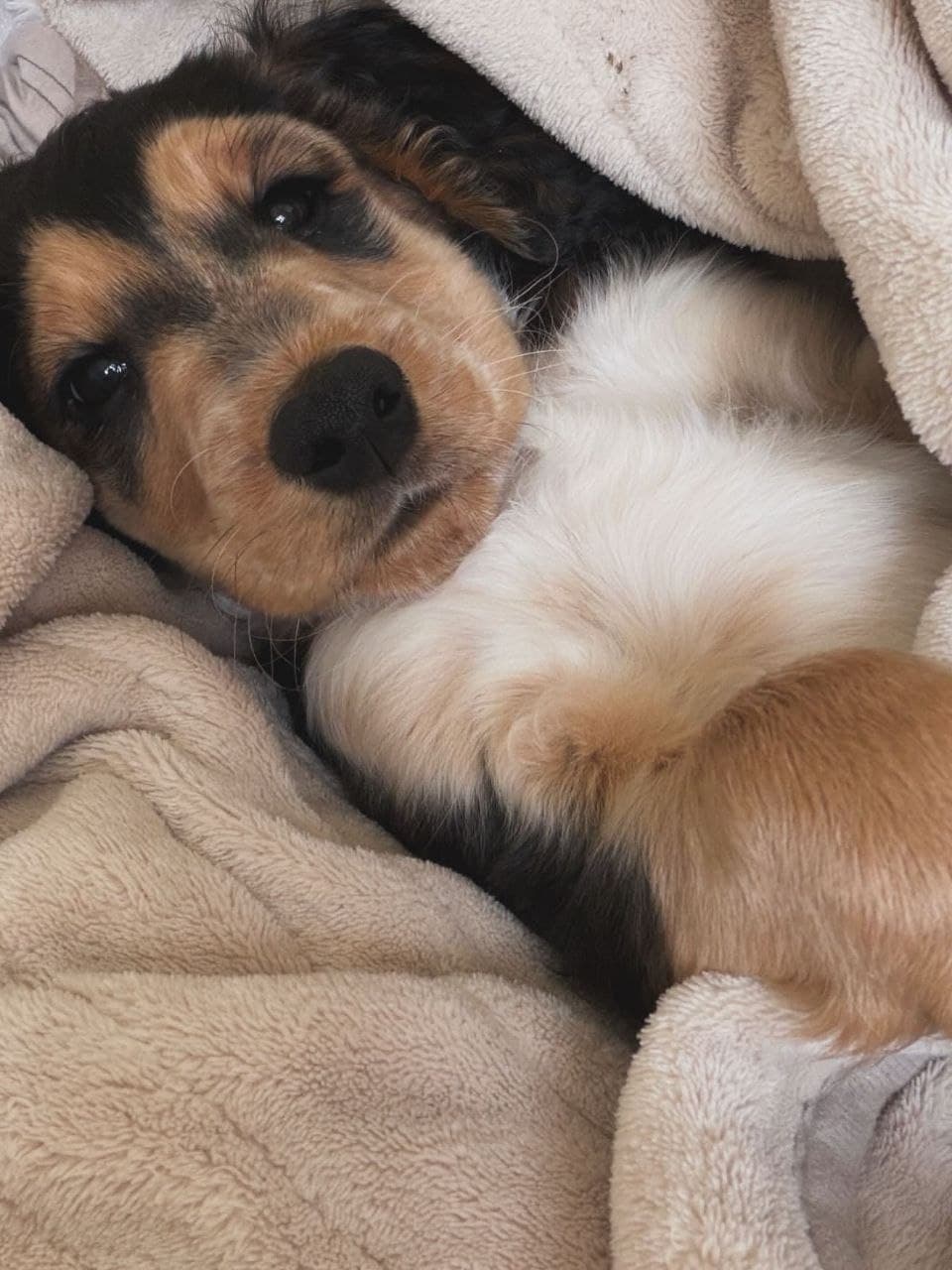 Lucy — Black & Tan Tricolor Cocker Spaniel puppy, image 1