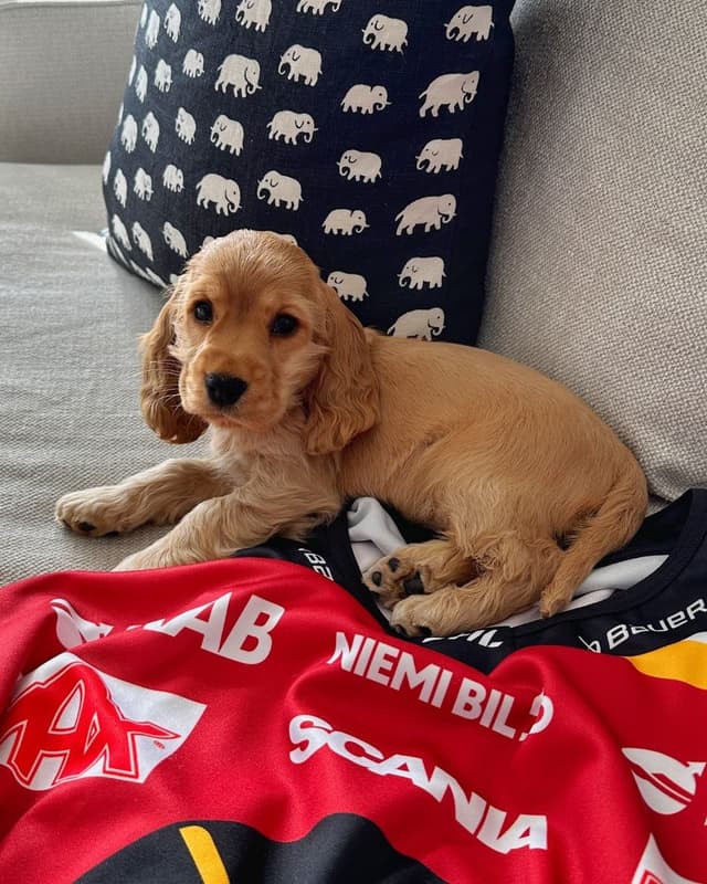 Lily — Cocker Spaniel puppy