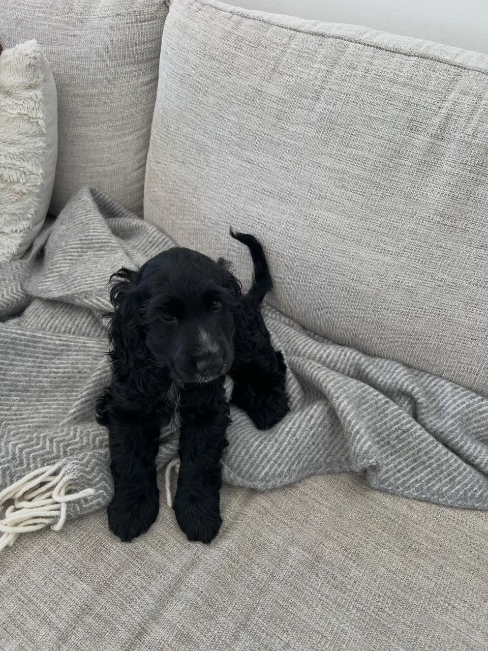 Honey — Solid Black Cocker Spaniel puppy, image 1