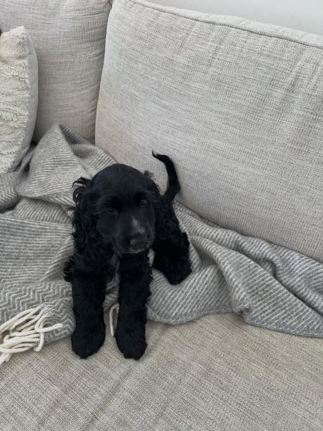 Honey — Cocker Spaniel puppy