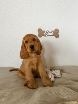 Ellie photo 1