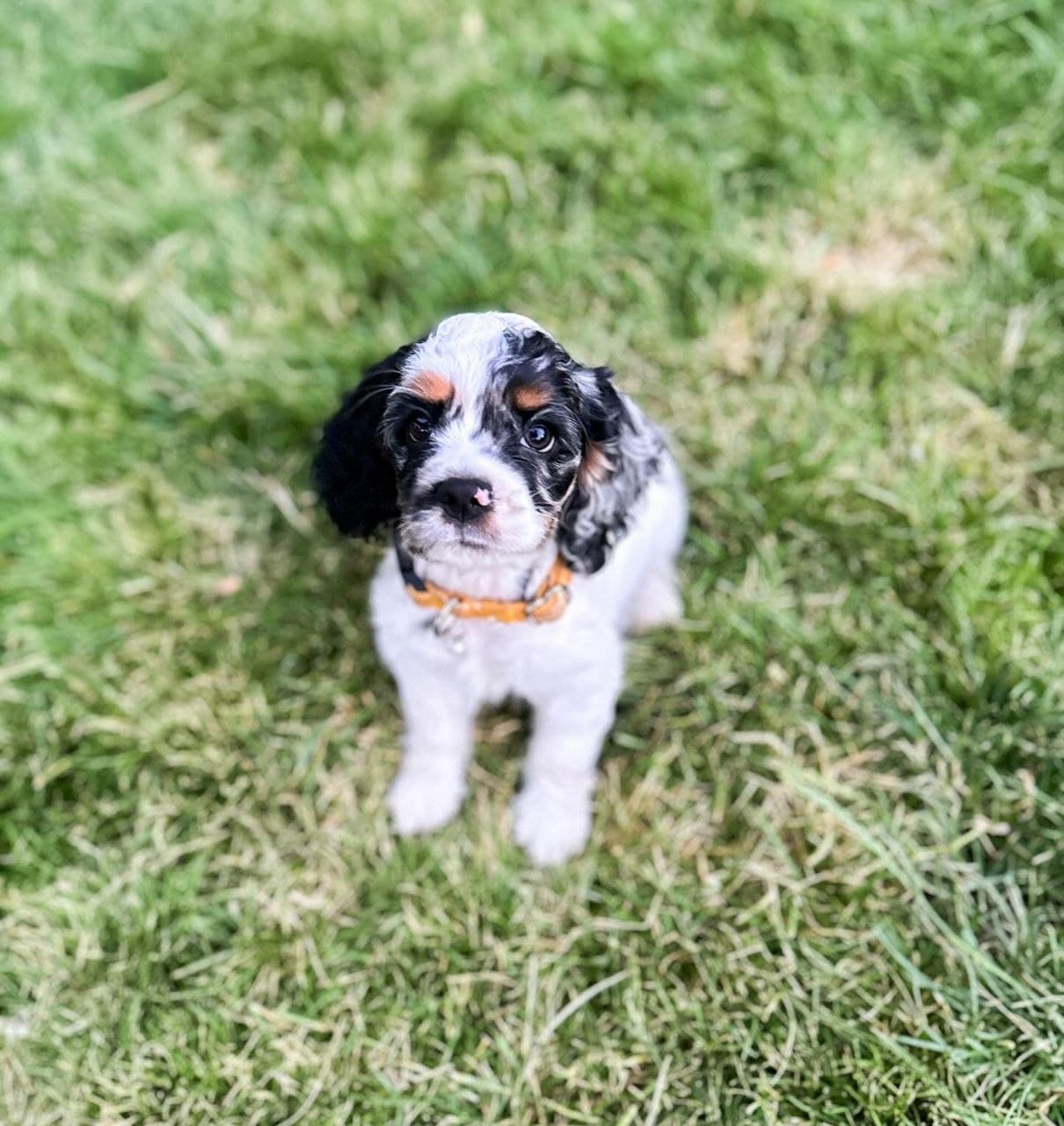 Daisy — Blue Roan & Tan Tricolor Cocker Spaniel puppy, image 1