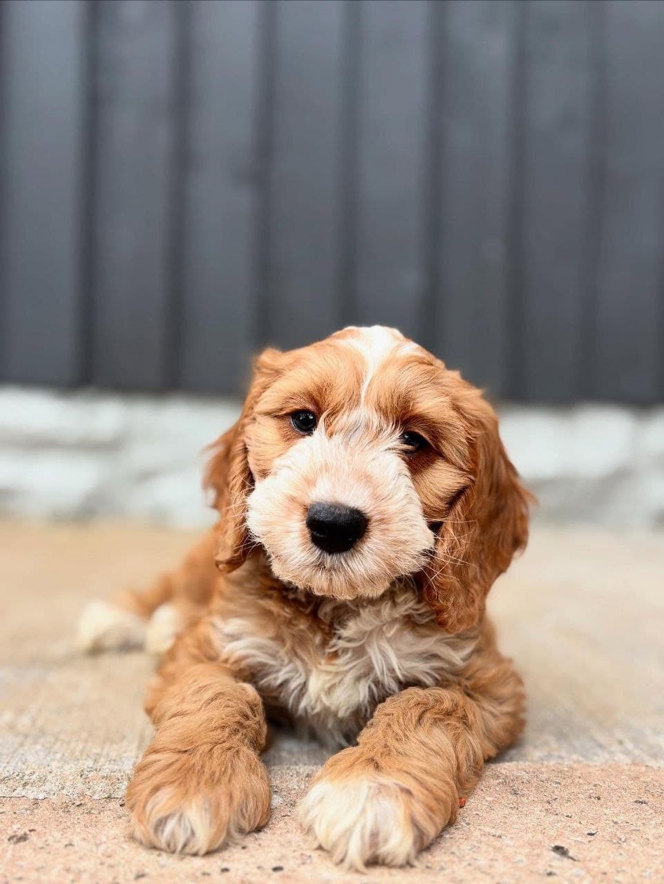 Bella — Orange Roan & White Cocker Spaniel puppy, image 1