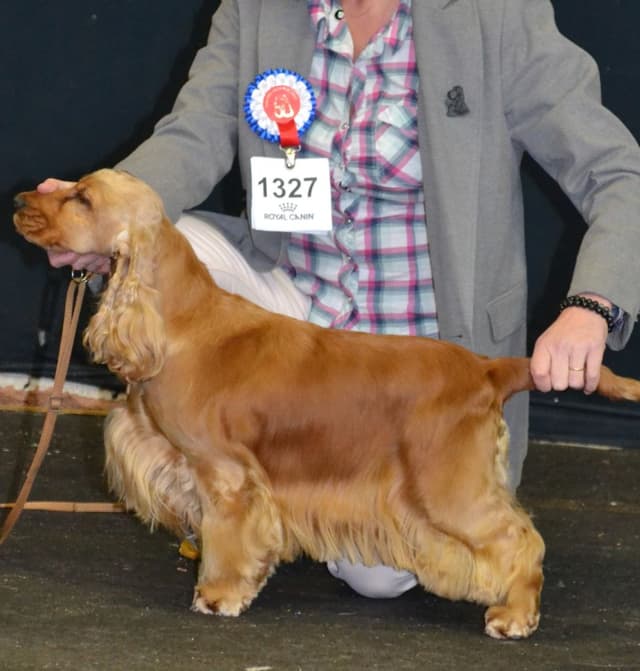 Puce — Cocker Spaniel
