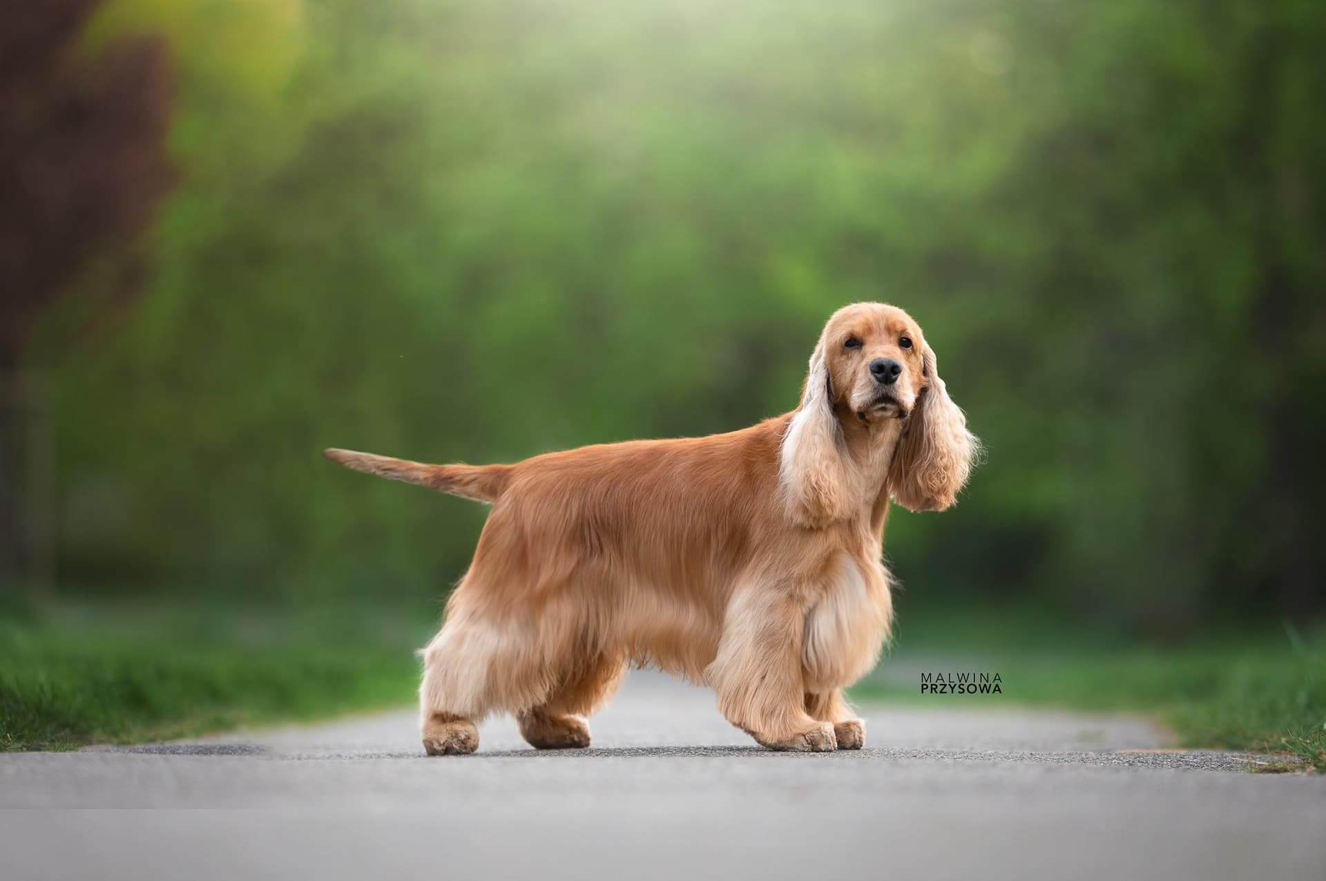 Athena — Black & Tan Cocker Spaniel, photo 1