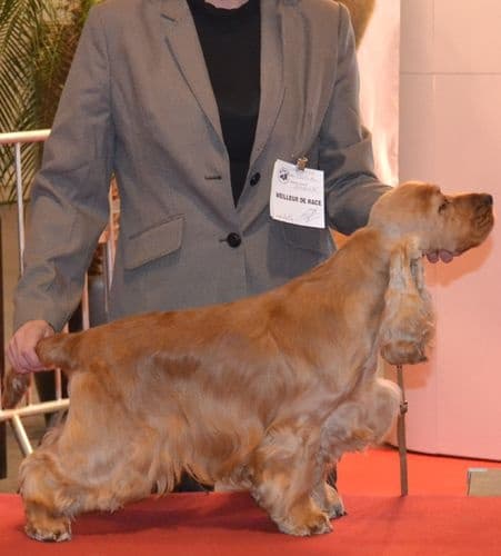 Ben — Cocker Spaniel