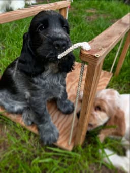 Winston photo 2