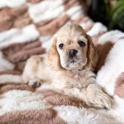 Teddy photo 2