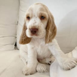 Milo photo 2