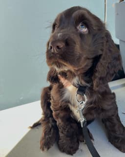 Finn photo 2
