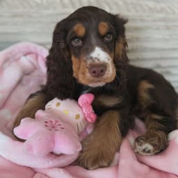 Millie photo 2