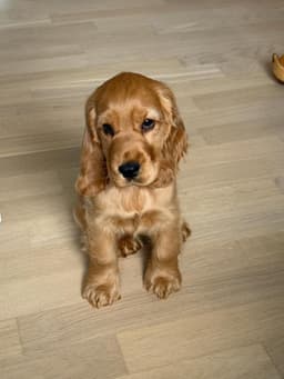 Ellie photo 2