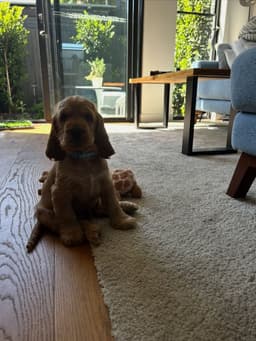 Murphy photo 3