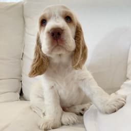 Milo photo 3
