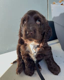 Finn photo 3
