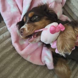 Millie photo 3