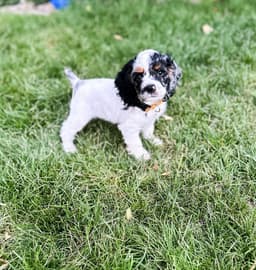 Daisy photo 3