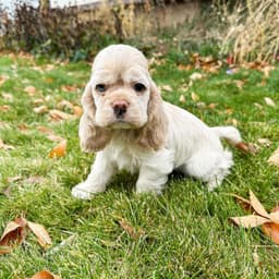 Molly photo 4