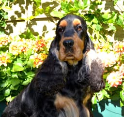 Marley photo 5