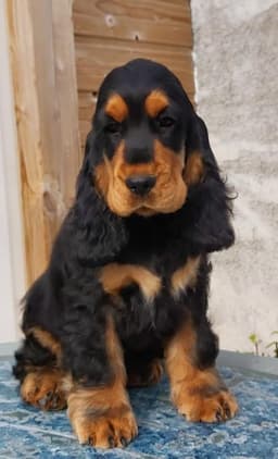 Marley photo 7