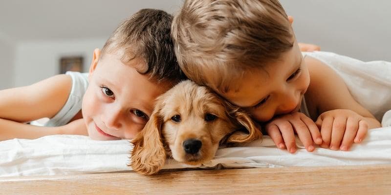 Cocker Spaniel puppy raised with children